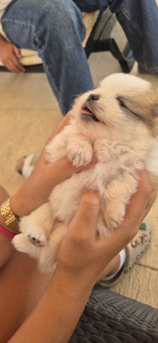 Spitz Anão macho