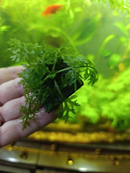 Папороть індійська акваріумна рослина