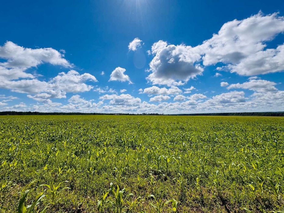 Продаж земельноі ділянки (паї) в Ксаверівці