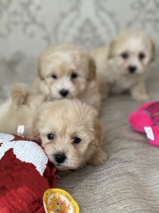 Чудовий подарунок на 8 березня Мальтипу