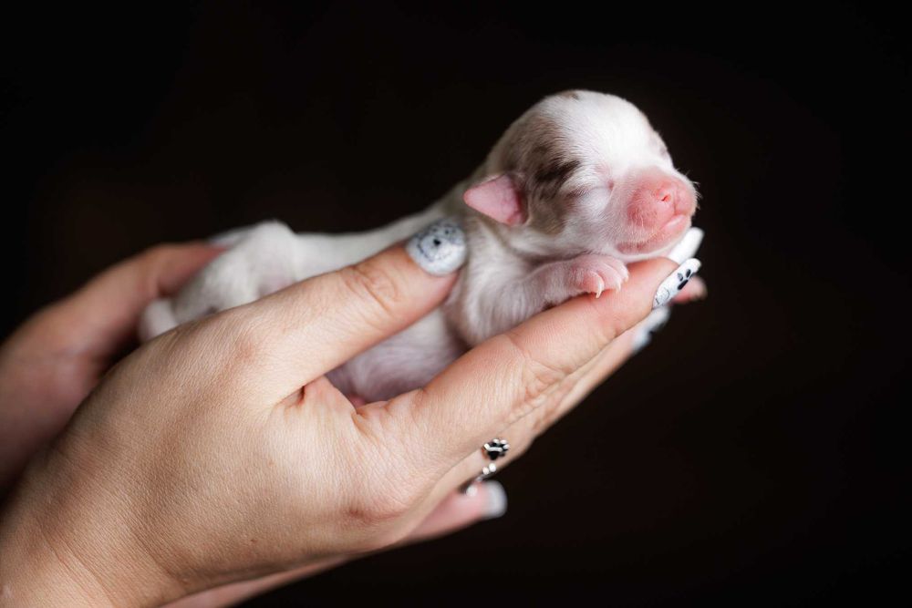 Chihuahua krótkowłosa* mini dziewczynka white&merle