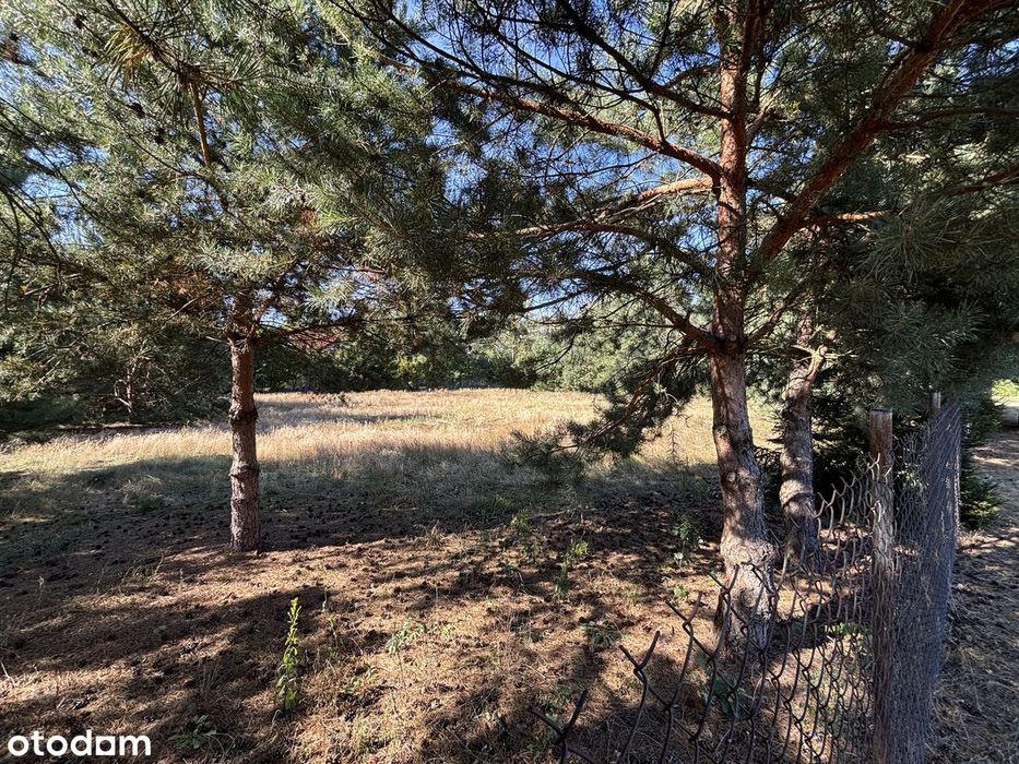 Działka 1577 m², Grabówiec k. Pułtuska - Widok 5