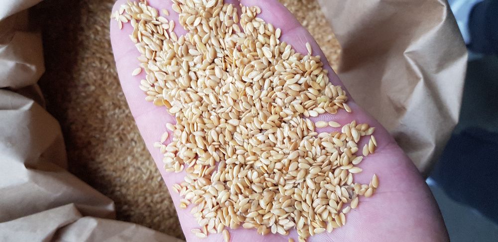 Siemię Lniane Złote Czystość 99,9% (Len złoty) Bardzo dobry na Olej