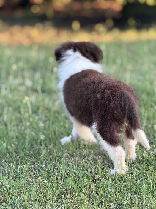 Szczeniaczek  Śliczna Suczka Border Collie Czekoladka