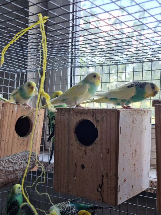 Periquitos australianos