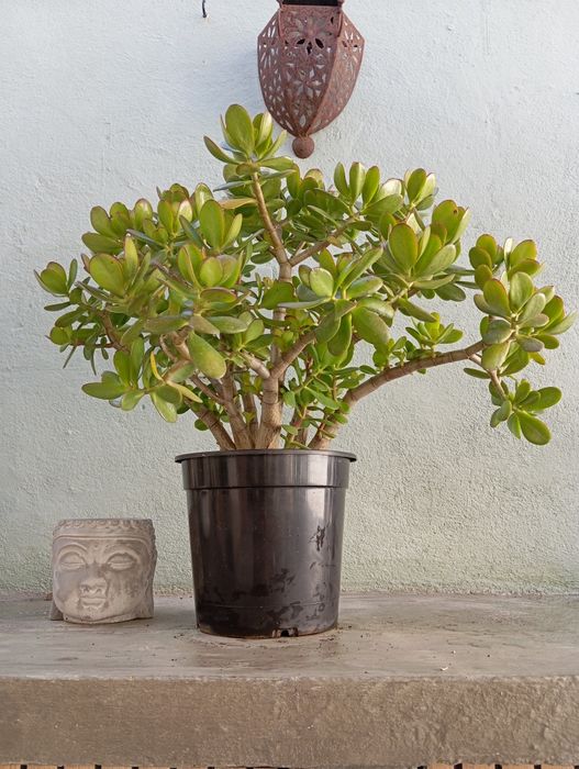 Planta Suculenta 62cm