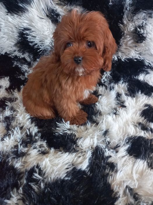Cavapoo F1 dziewczynka mini. Badania genetyczne