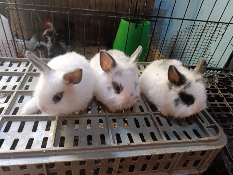Bebés coelhos anões