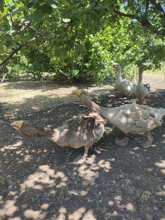 Продам гусей холмогорів та тульських горбоносих