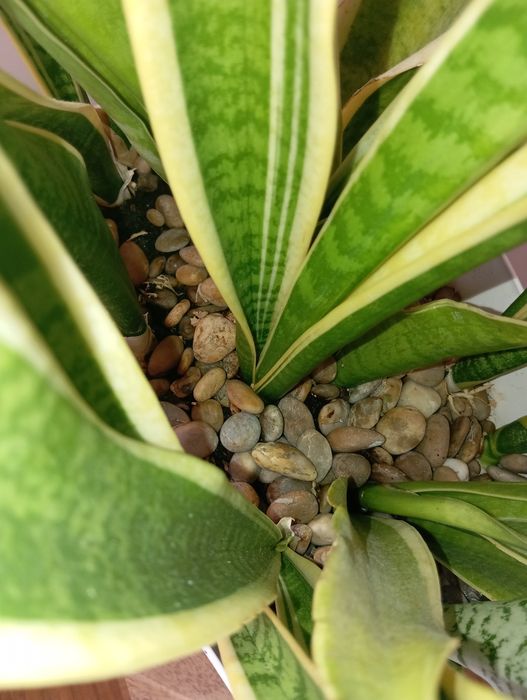 Planta + vaso raro