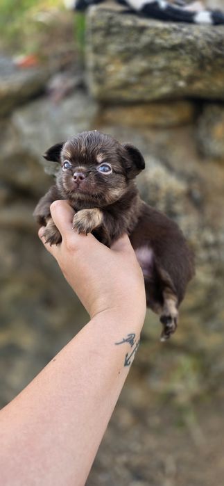 Maravilhoso Macho! Chihuahua Pêlo Comprido