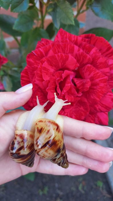 Равлики ахатина ретикулята альбіно