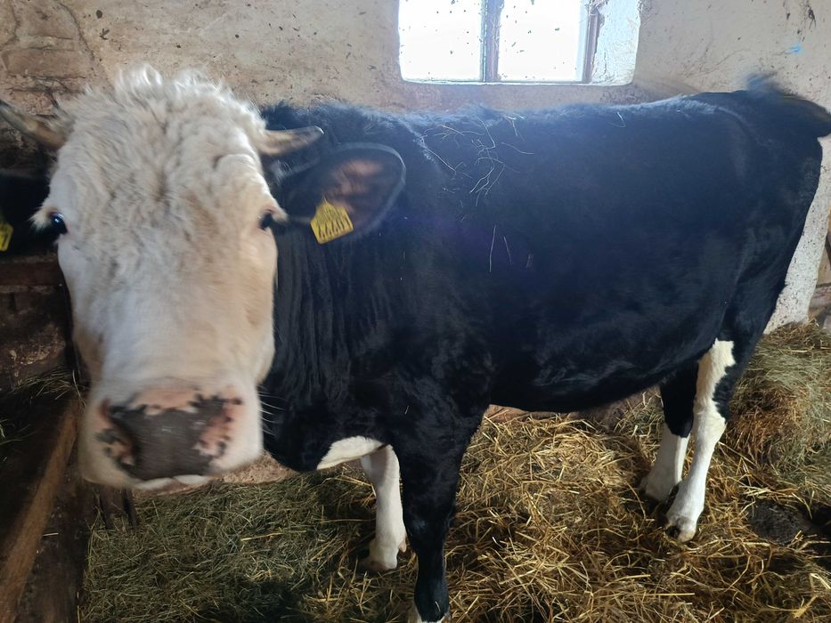 Jałówka mleczna cielna