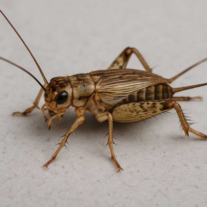 Świerszcze bananowe - małe i duże SUPER JAKOŚĆ!