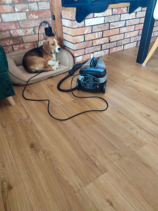 Oddam psa typu Beagle