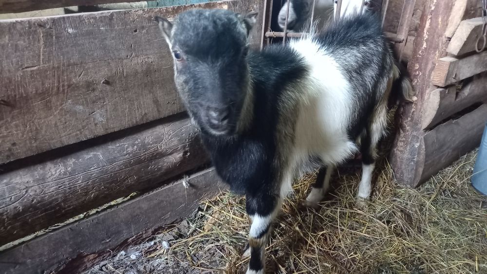 Козлик на плем'я