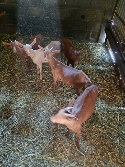 Vendo cabras para criar