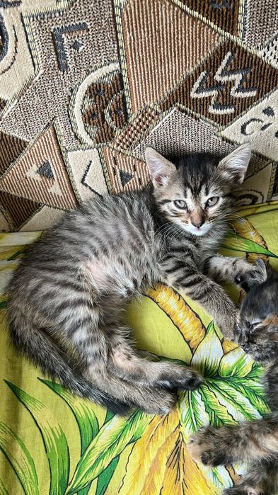 Кошенята Безкоштовно