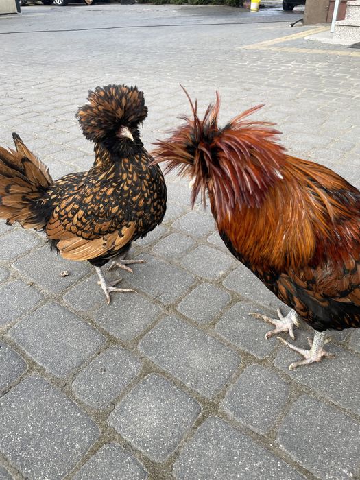 Parka kury czubatki padewskie złotołuski