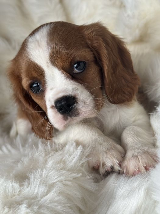 Sunia - Cavalier King Charles  Spaniel