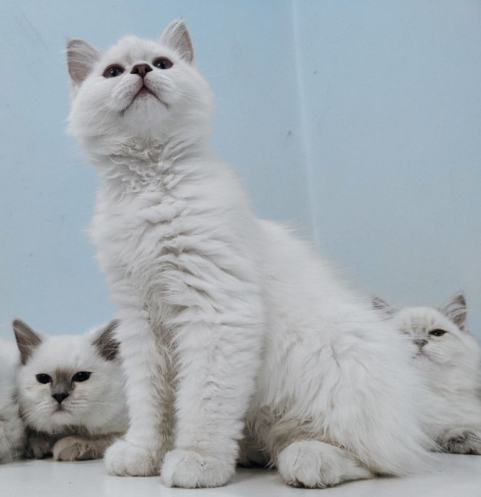 Ragdoll kociak gotowy do odbioru