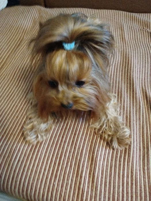 Йорк хлопчик підрощений