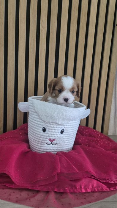 Cavalier king spaniel