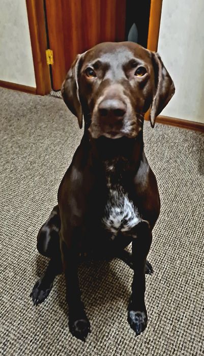 Курцхаар дівчинка чекає нареченого