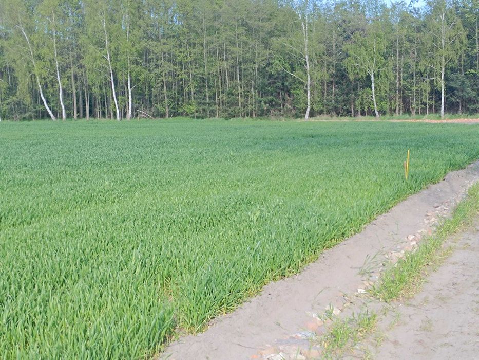 Działka przy lesie