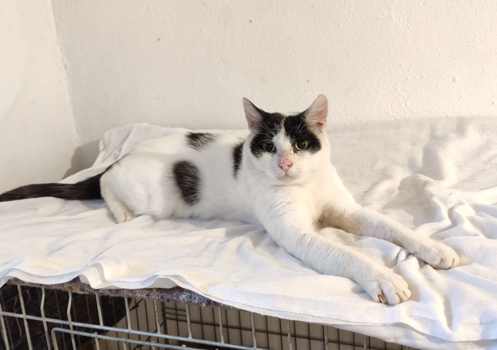 Adoptuj Łatka - Jego oczy po raz pierwszy od dawna patrzą z nadzieja