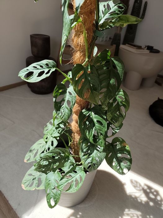 Monstera Adansonii (Monkey Mask)