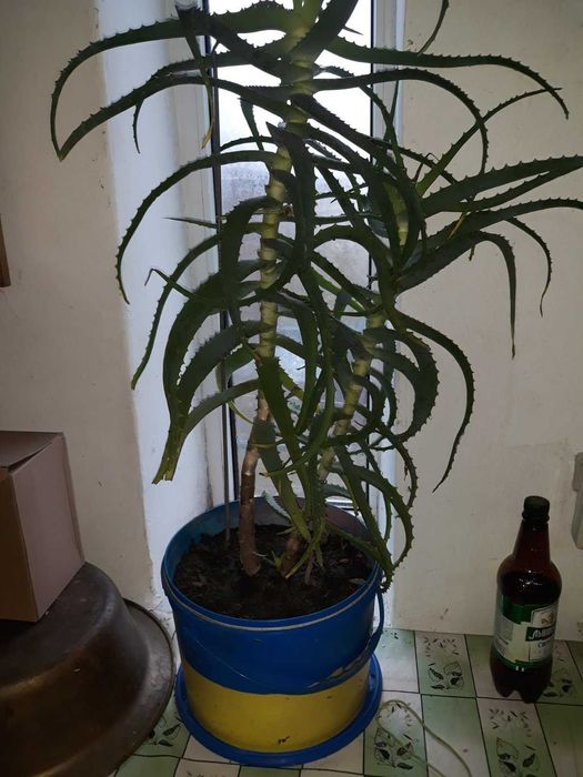 продам вазон алое