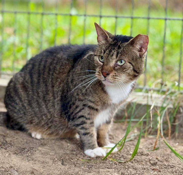 Śliczna kotka do adopcji