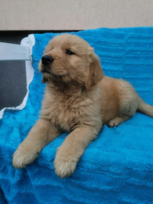 Golden Retriever - ciemno-złoty szczeniak