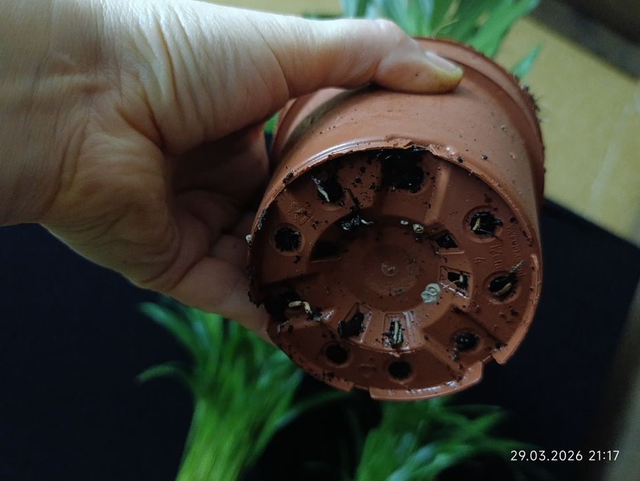 Діпсіс.    Арека