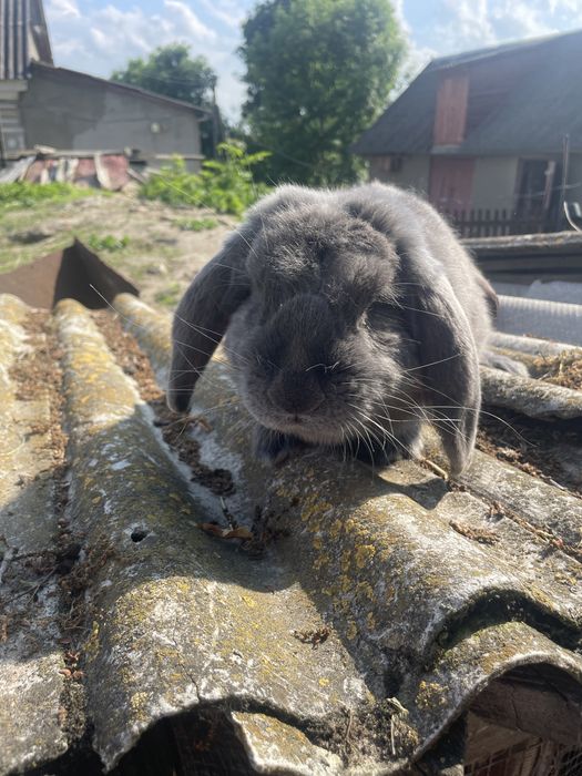 Продаються самці барана.