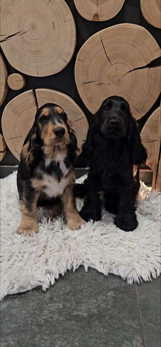 Cocker spaniel angielski