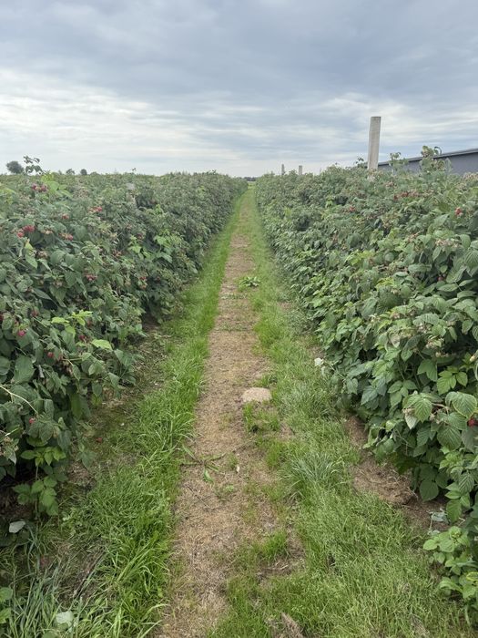 Sadzonki malin GLEN Ample