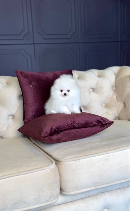 Білі цуценята померанські шпіци в типі ведмежатко з документами.  Шпіц