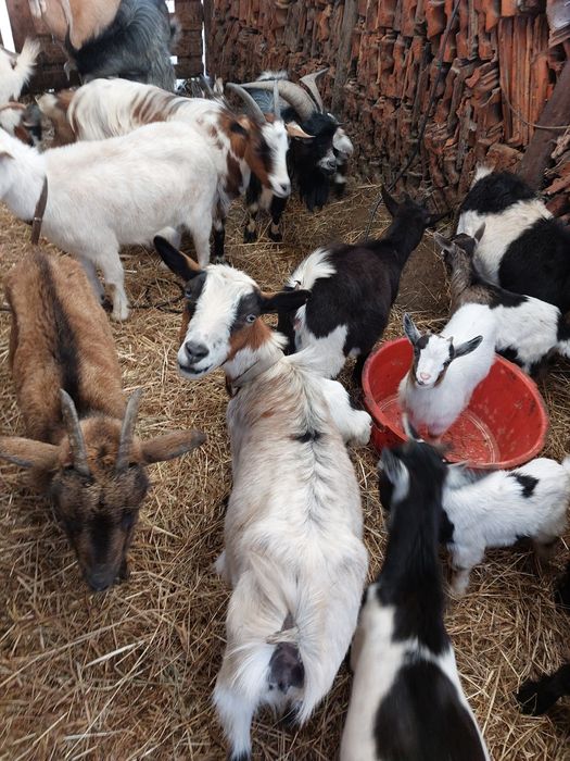 Cabras de raça ana