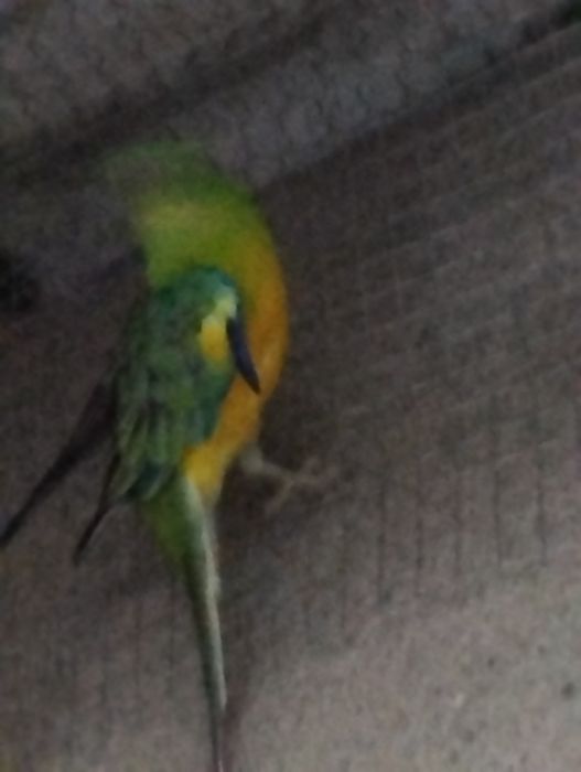 Vendo Ave Red Rumped