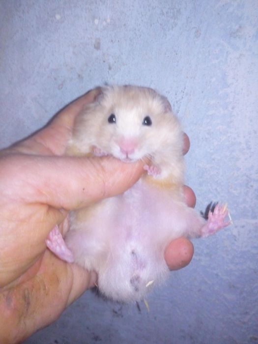 Королевский хомяк