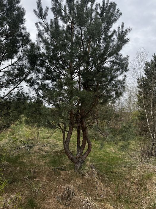 Крупномірні дерева