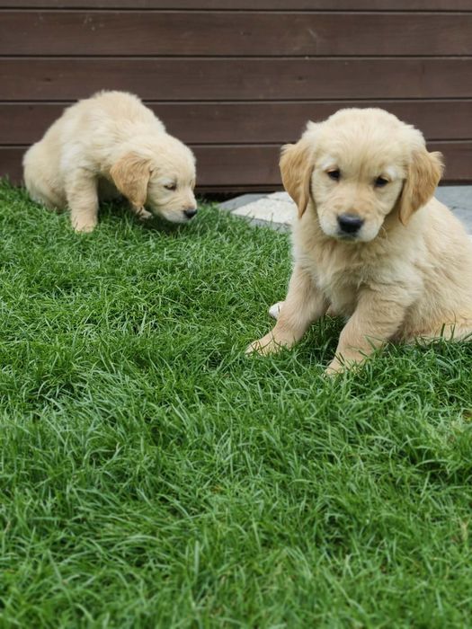 Pieski Golden Retriever