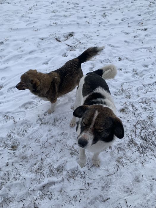 Врятуйте собачок