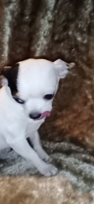 Взрослый мальчик чихуахуа