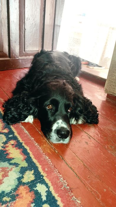 Вязка кобель(Не продаж) 5 лет Русский кокер спаниель развязан.