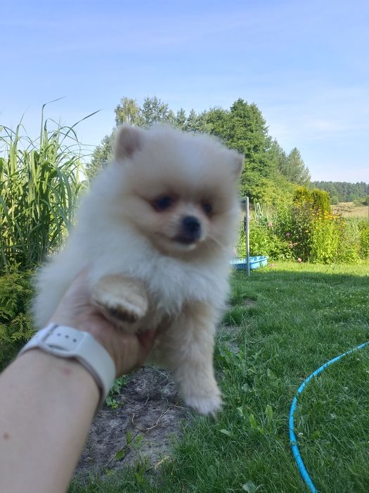 Pomeranian , szpic miniaturowy