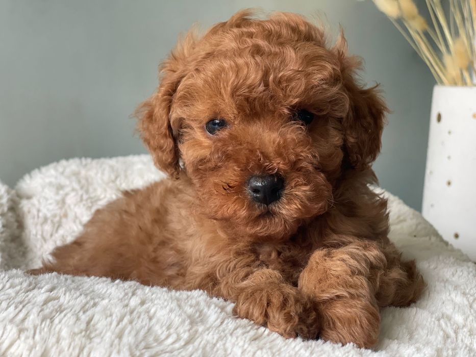 Чарівний хлопчик - пудель шукає люблячу родину.