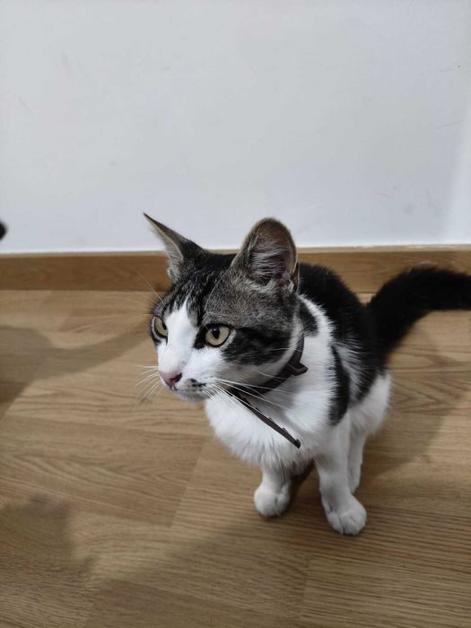 Gatinhos para dar